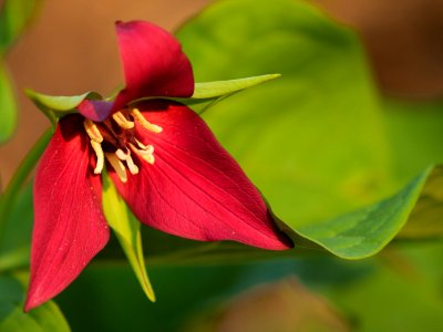 Red Trillium photo