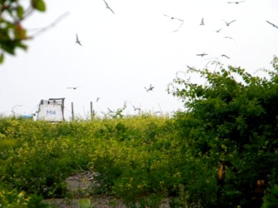Great Gull Island, NY