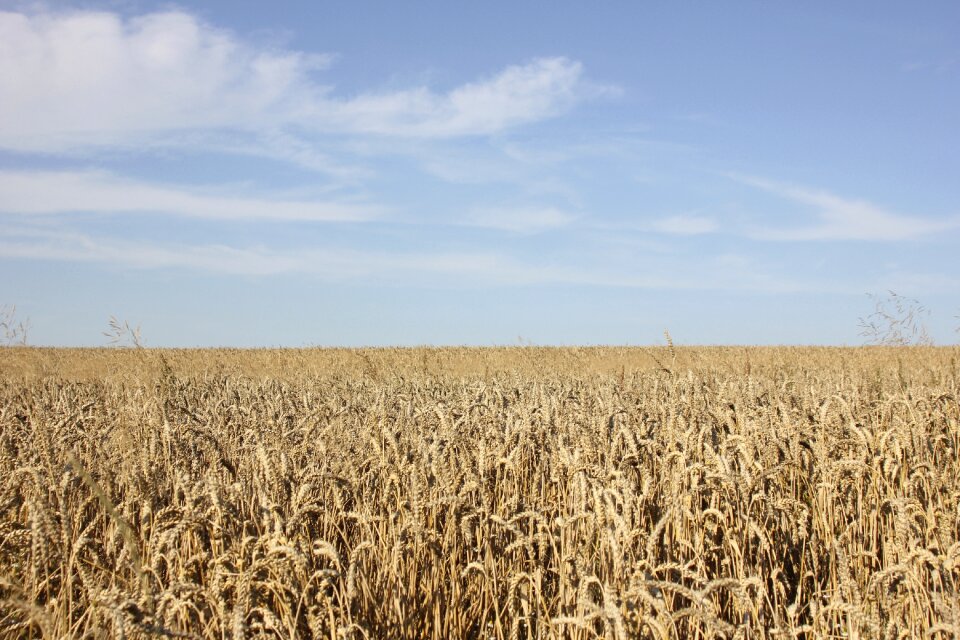 Field crops agriculture harvest