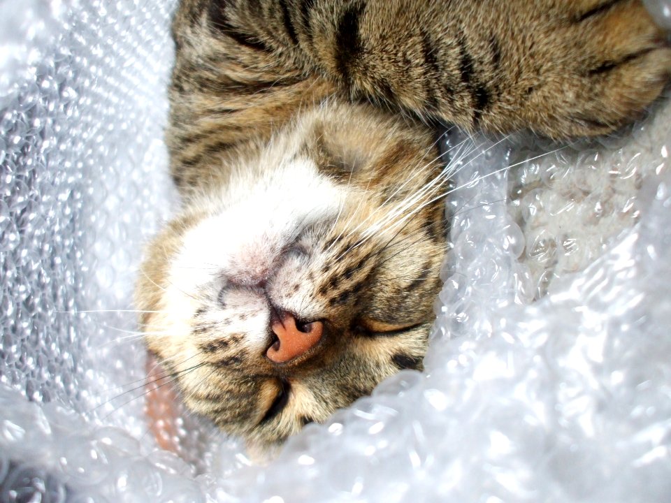 Bubblewrap Cat.