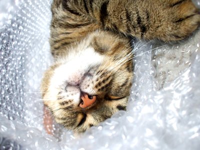 Bubblewrap Cat. photo