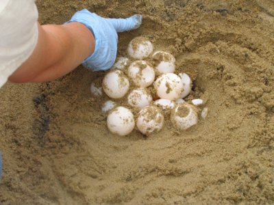 Sea turtle eggs photo