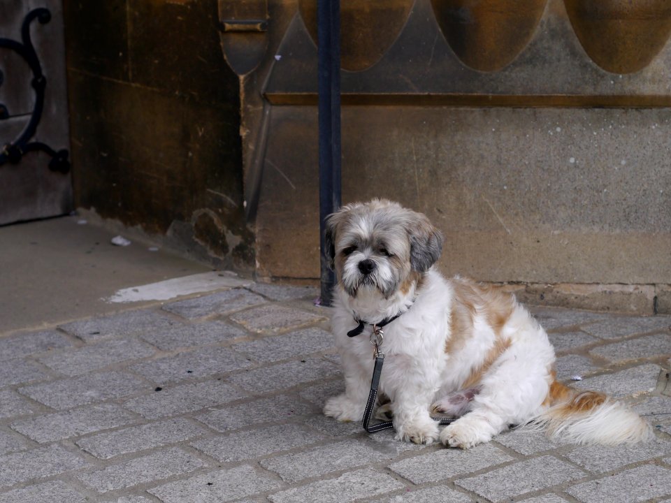 Dog outside church