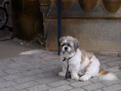 Dog outside church photo