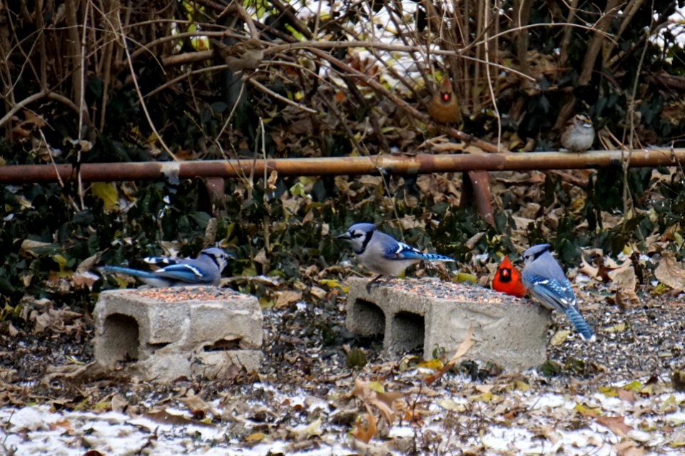 three bluejays and one cardinal (birds)