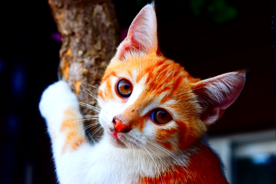 Animal nature young cat