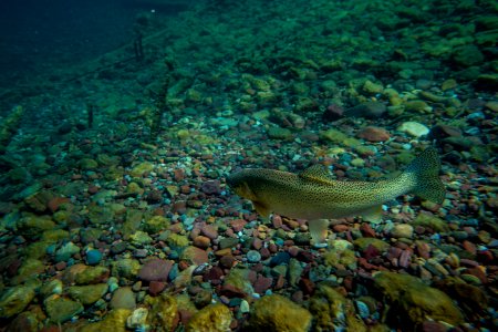 Cutthroat Trout photo