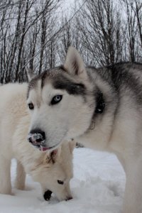 Huskies