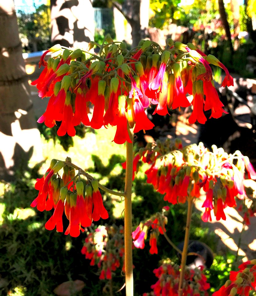 Kalanchoe Blossoms