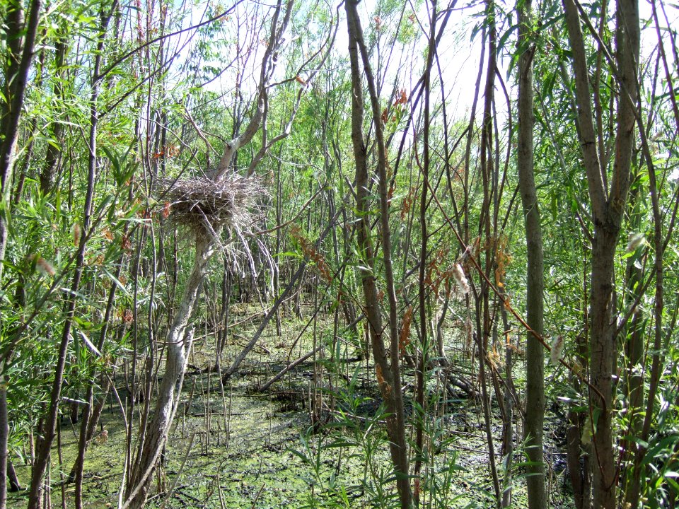 Black-crowned Night-Heron nest colony from the inside