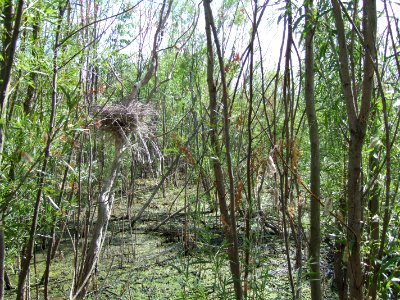 Black-crowned Night-Heron nest colony from the inside