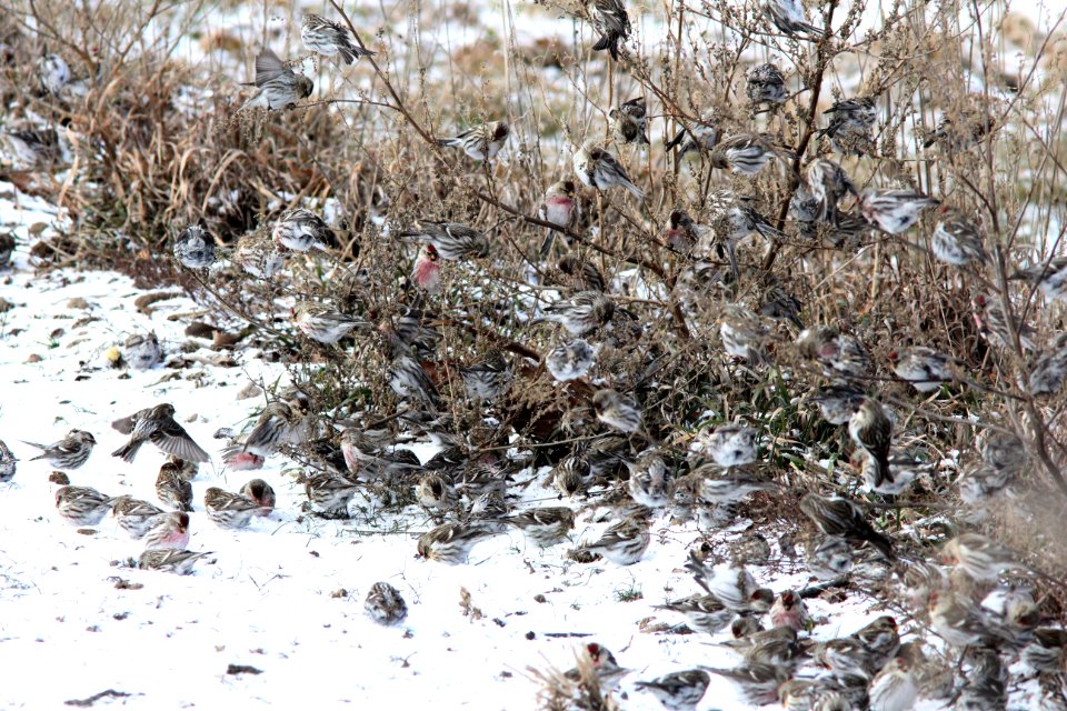 Common Redpolls (part of 400+), Greenville, MI, 21 January 2013