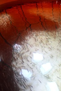 Lake trout in circular fish rearing pool photo