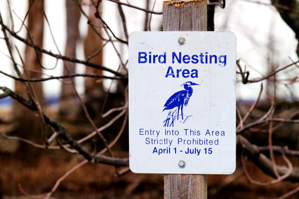 Great blue herons nesting area at Missisquoi National Wildlife Refuge