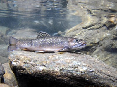 Brook Trout photo