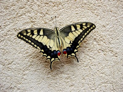Natural wings wildlife