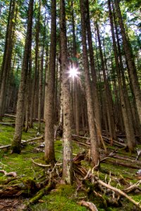 Evening Light on the Avalanch Lake Trail Portrait photo