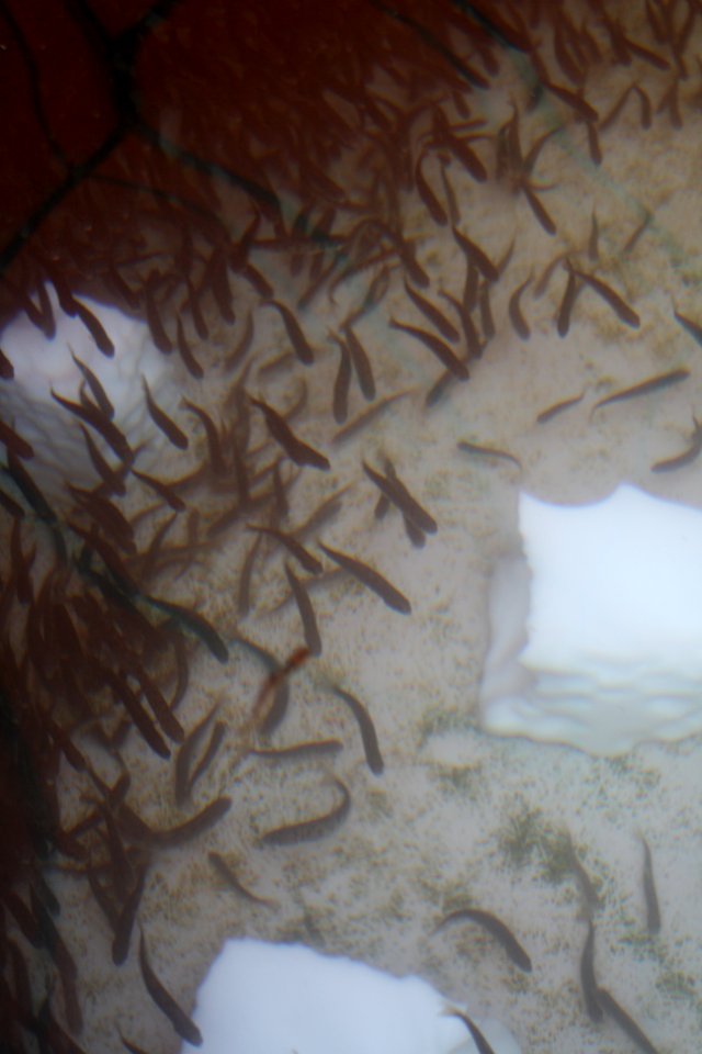 Lake trout in circular fish rearing pool