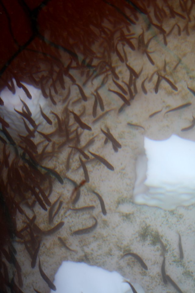 Lake trout in circular fish rearing pool photo