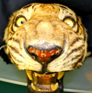 Stuffed tiger head