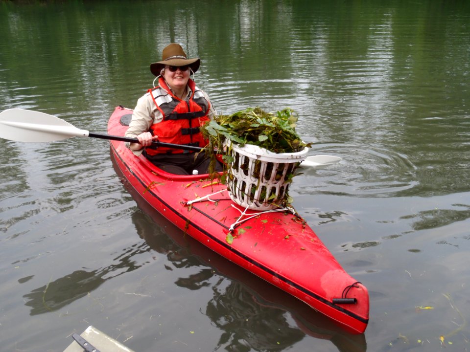 Hand Pulling Water Chestnut photo