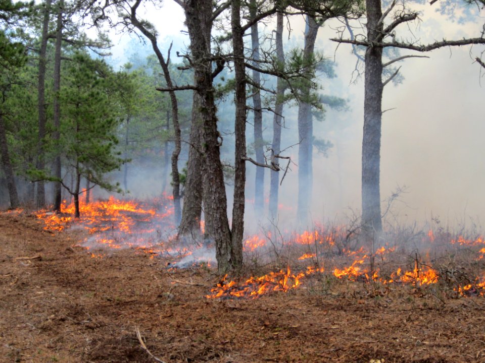 Fire Maintains Pitch Pine Habitats