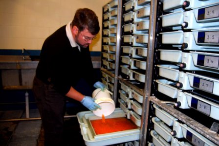 Spawning Atlantic salmon at Craig Brook National Fish Hatchery. Photo: USFWS photo