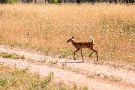 White-tailed Deer Fawn crossing a road. photo