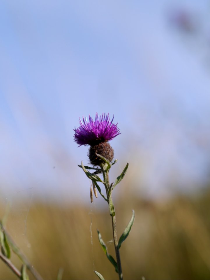 Thistle