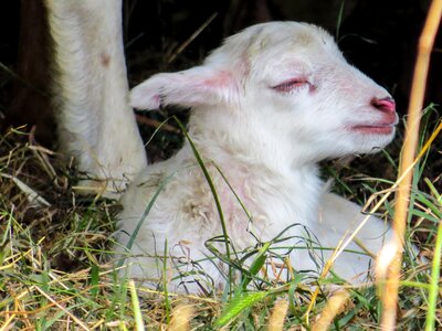 Young cute pasture