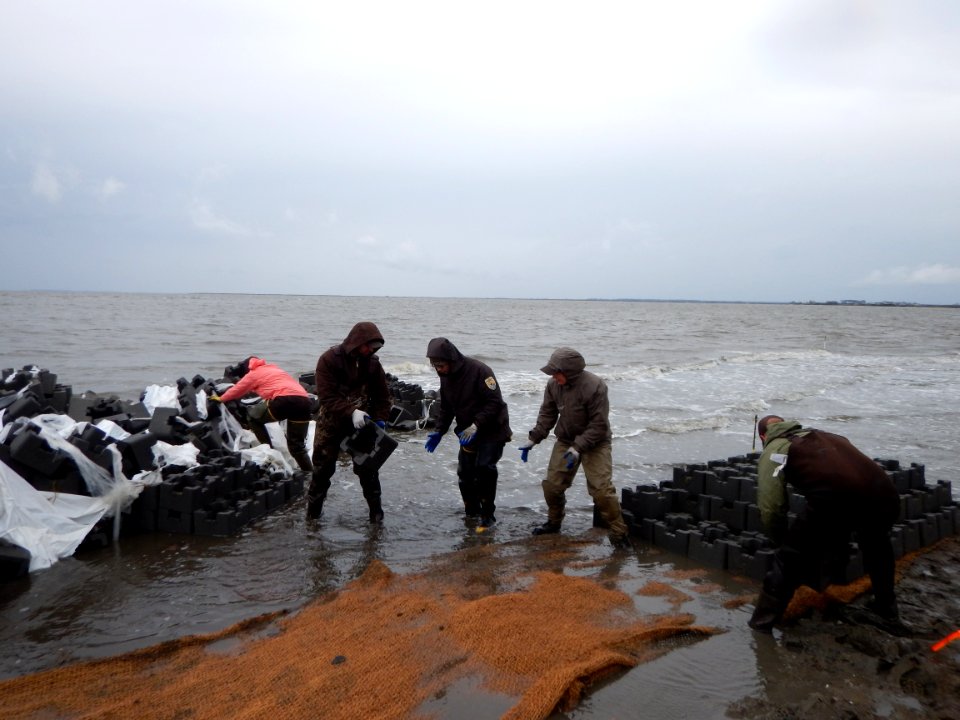 Building oyster reef breakwater structures or castles at Gandy's Beach