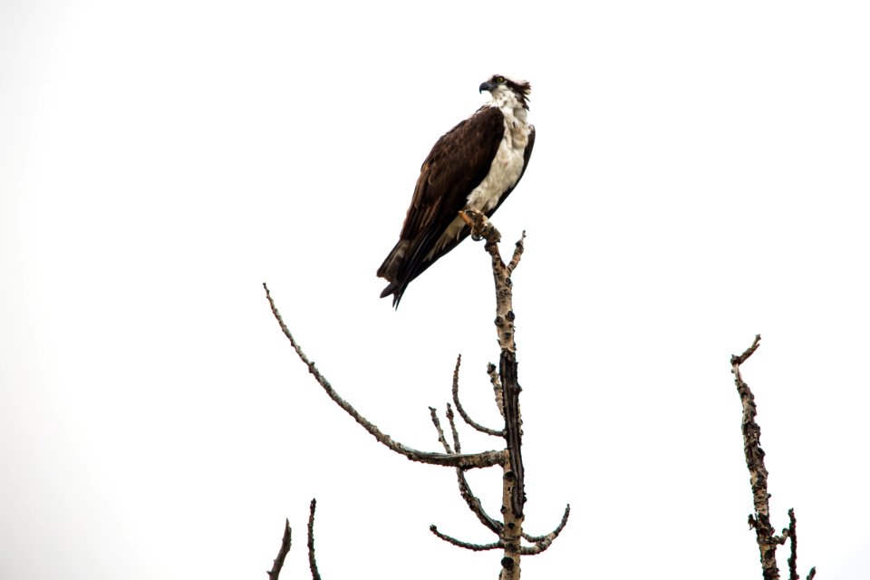 Osprey Profile - Pandion haliaetus