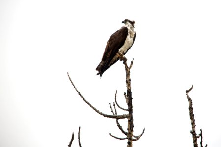 Osprey Profile - Pandion haliaetus photo