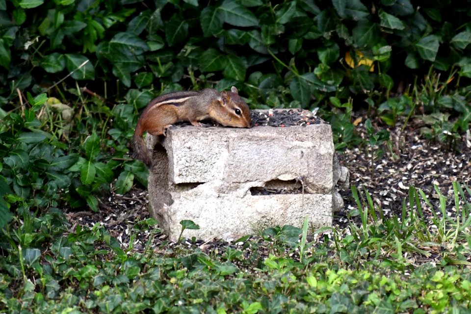 Chipmunk
