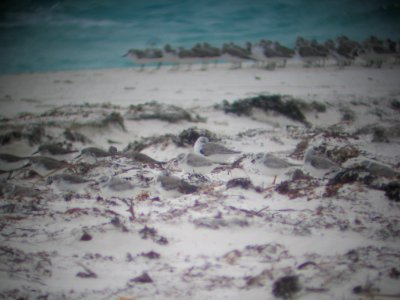 Mixed shorebird flock through spotting scope photo