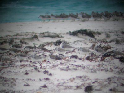 Mixed shorebird flock through spotting scope