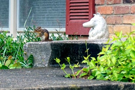 Chipmunk