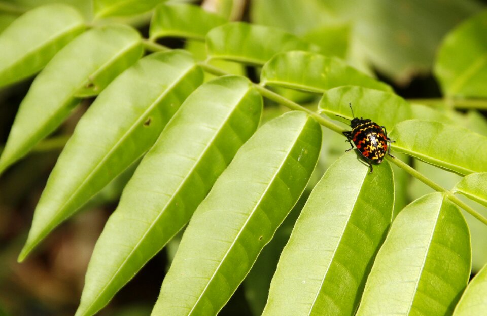 Ladybug forest insects