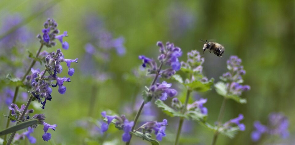 Bee catnip nettle