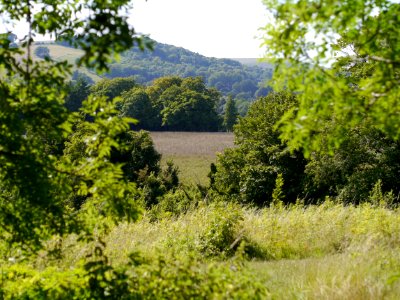 Through trees