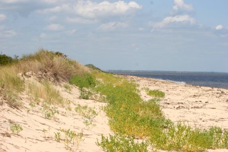 Dunes at Prime Hook NWR
