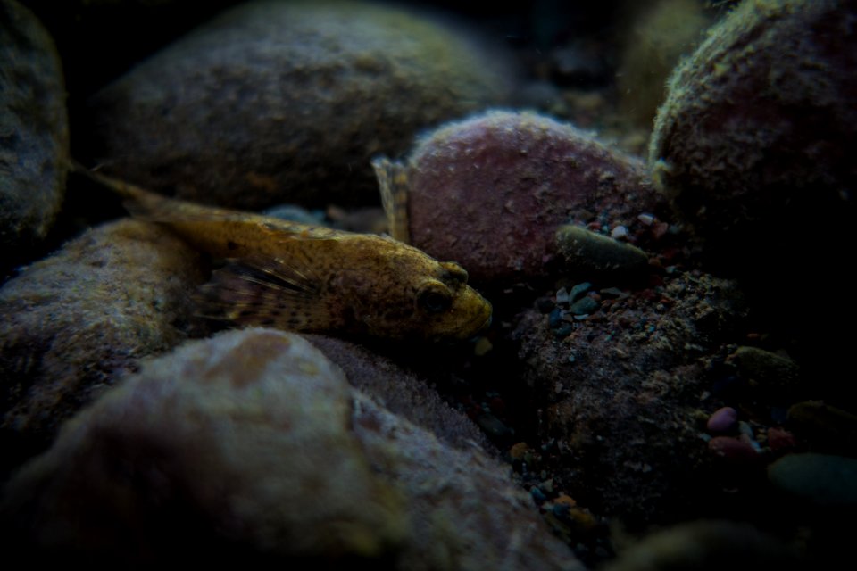 Rocky Mountain Sculpin - Cottus bondi