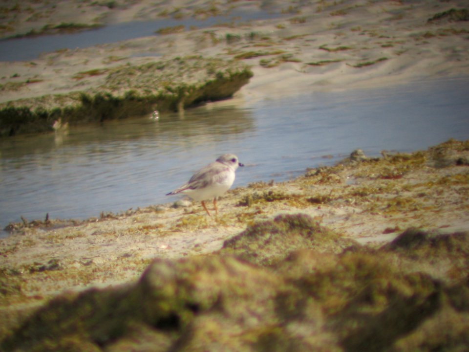 Piping plover foraging in rocky intertidal zone