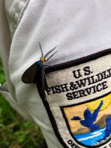Virginia ctenucha moth on patch