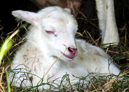 Young cute pasture photo