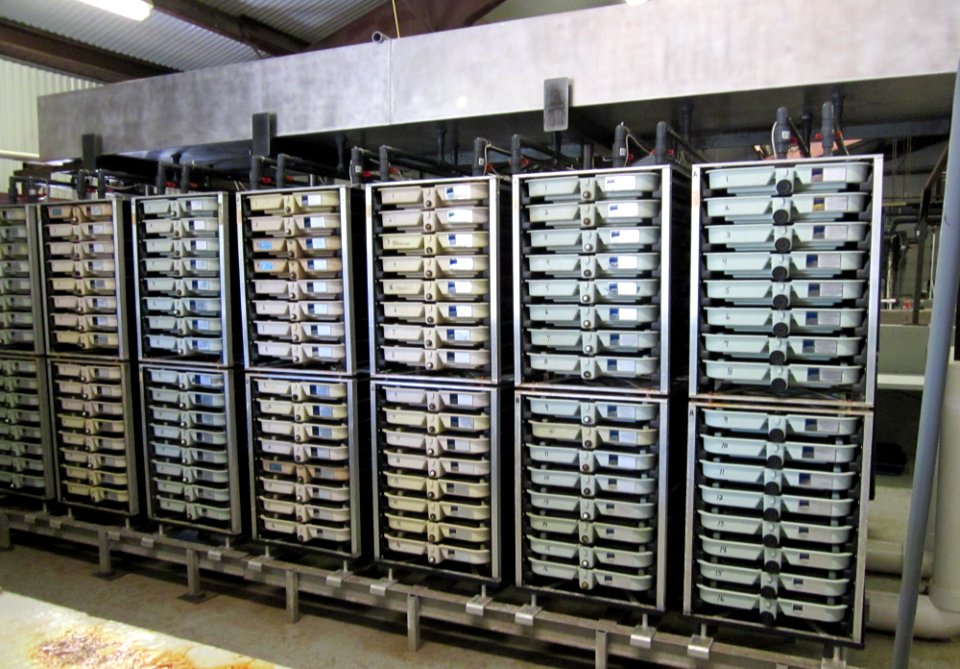 Atlantic salmon egg trays