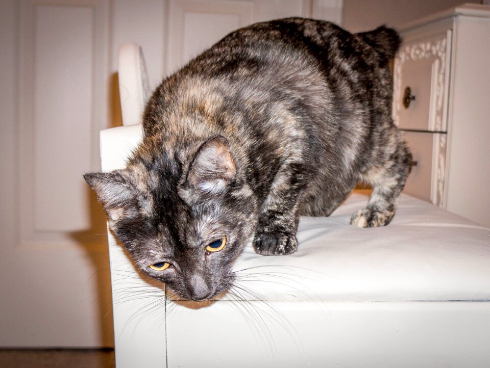 Cute domestic kitty