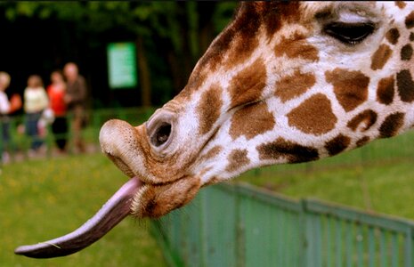 Giraffe emotions funny
