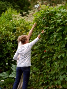 Picking beans