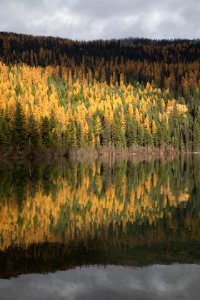 Larch Reflections at Bowman